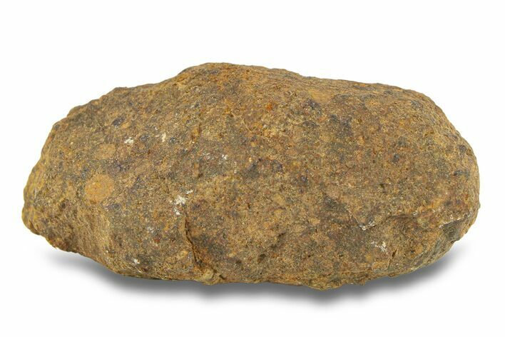 Gold Basin Chondrite Meteorite ( g) - Arizona #282786